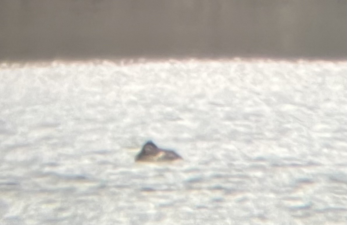 Ruddy Duck - ML634044311