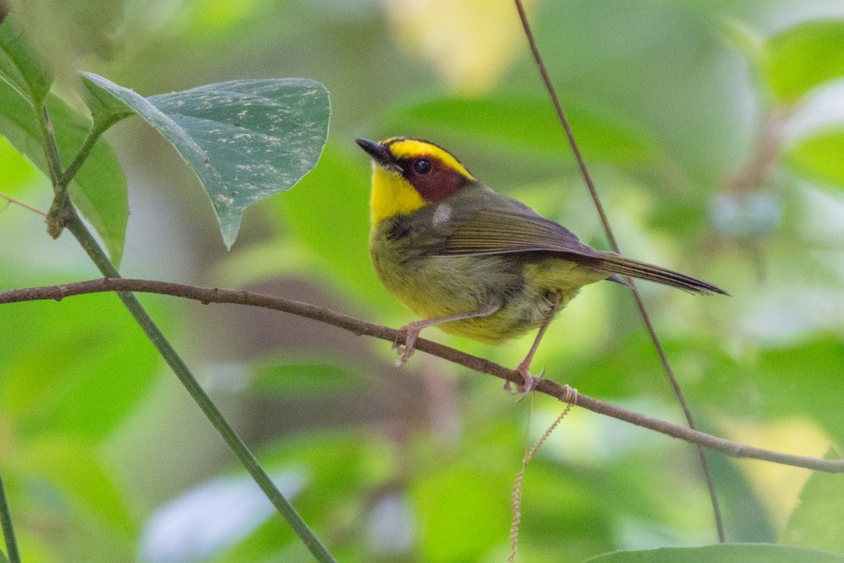 Golden-browed Warbler - ML634044541