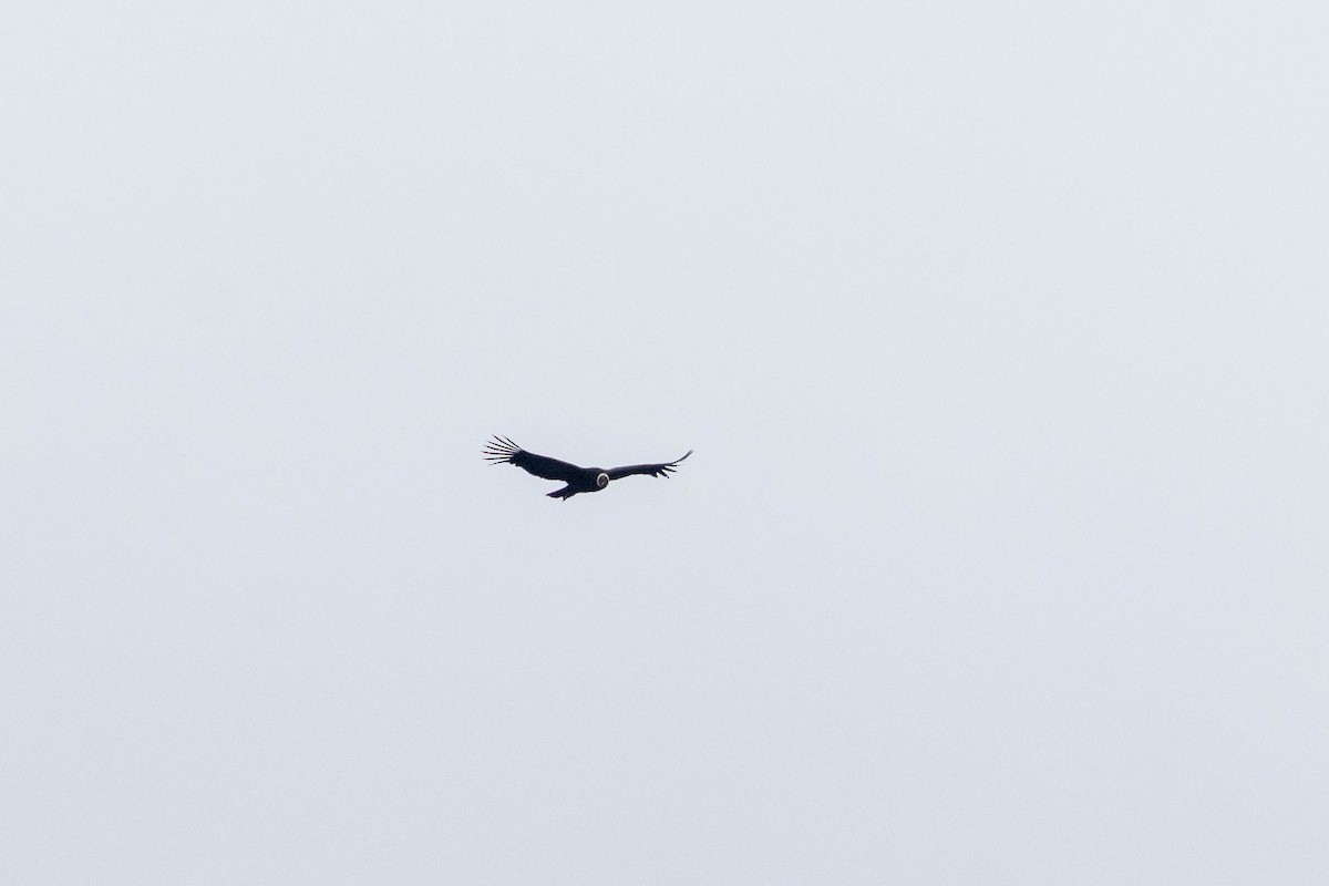 Andean Condor - ML634044551