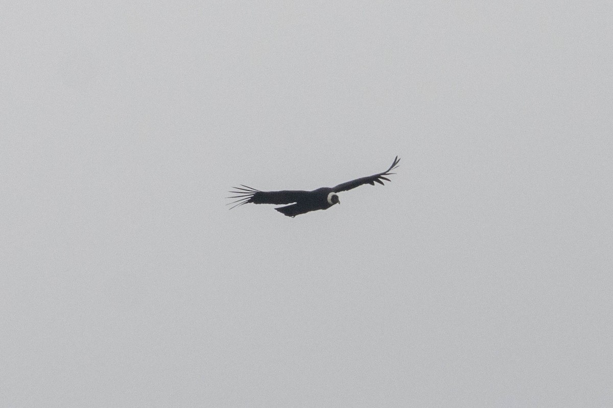 Andean Condor - ML634044560