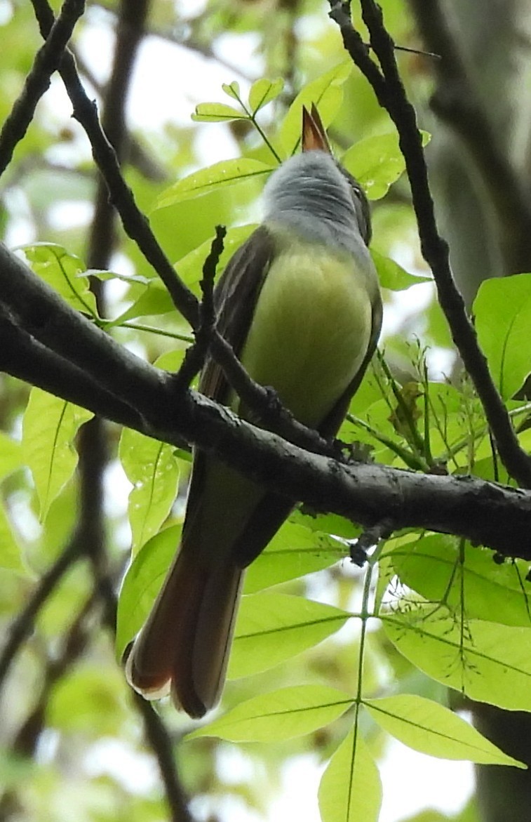 Great Crested Flycatcher - ML634044598