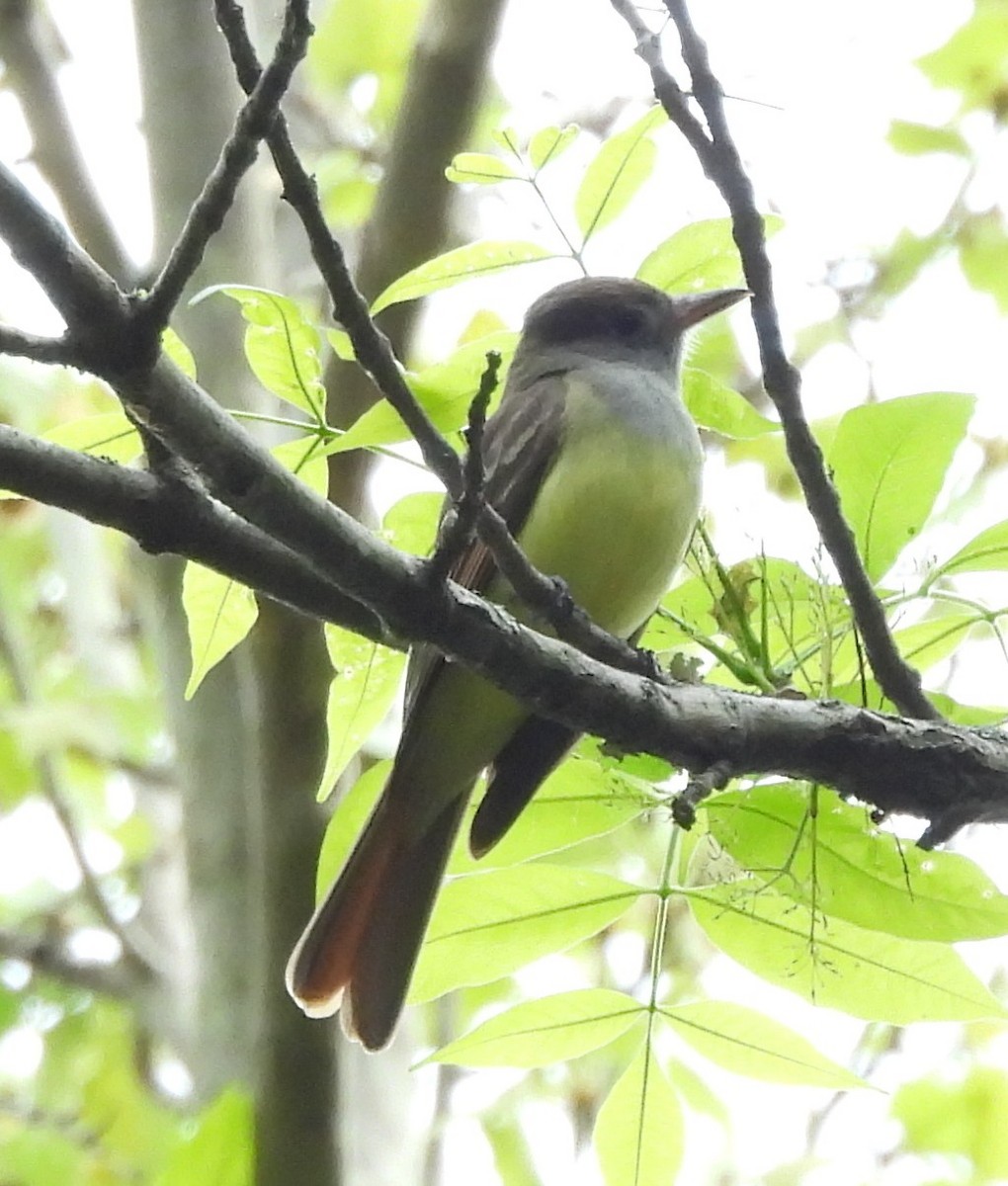 Great Crested Flycatcher - ML634044599