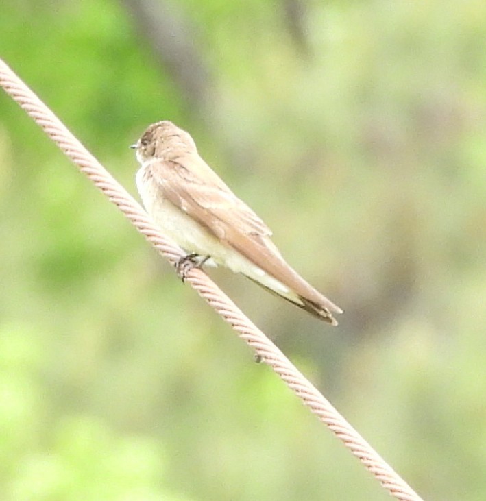 Northern Rough-winged Swallow - ML634044602