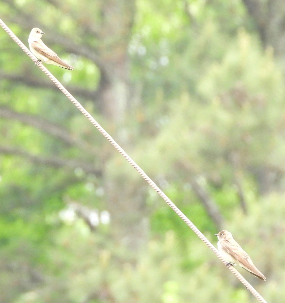 Northern Rough-winged Swallow - ML634044603