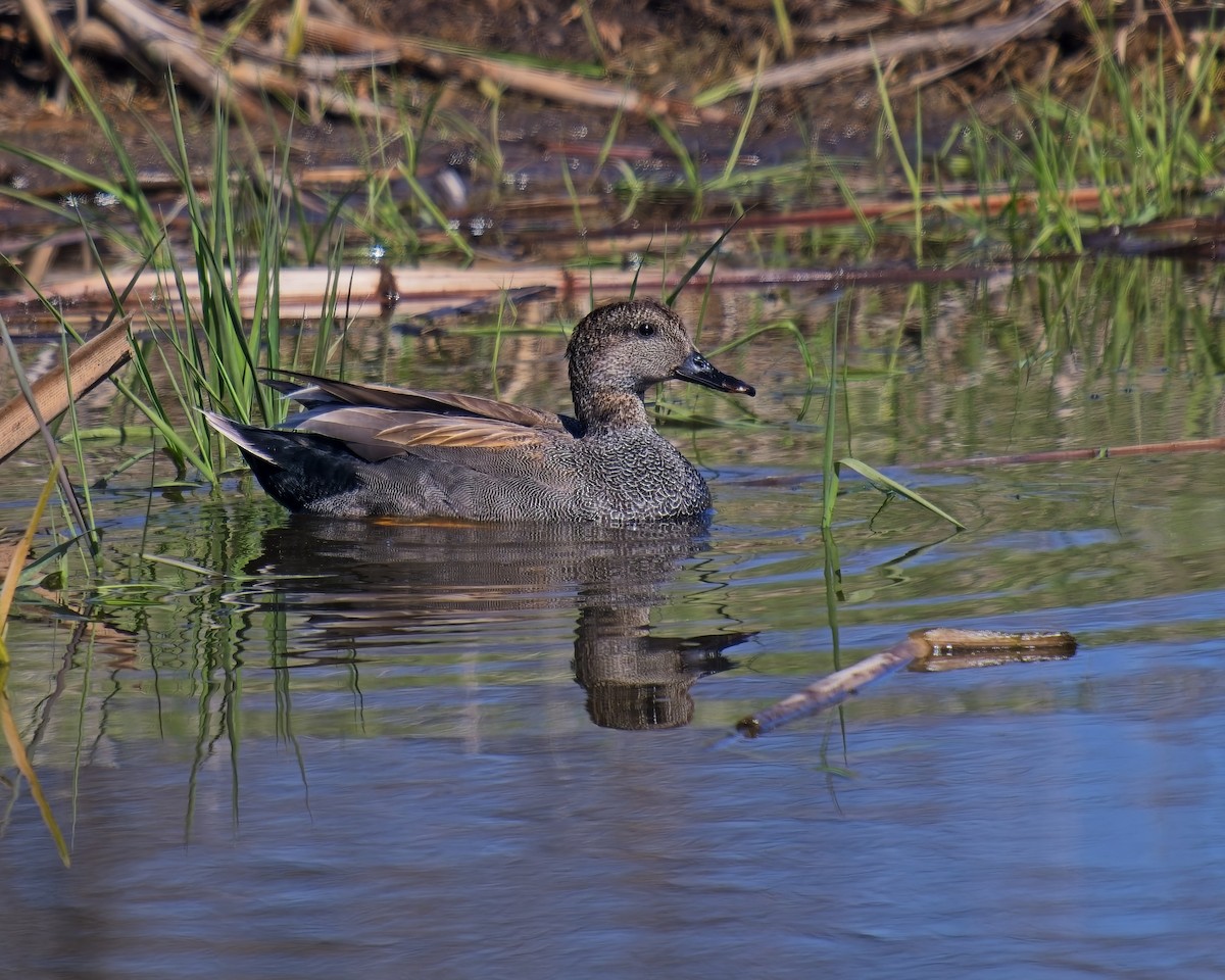 Canard chipeau - ML634044627