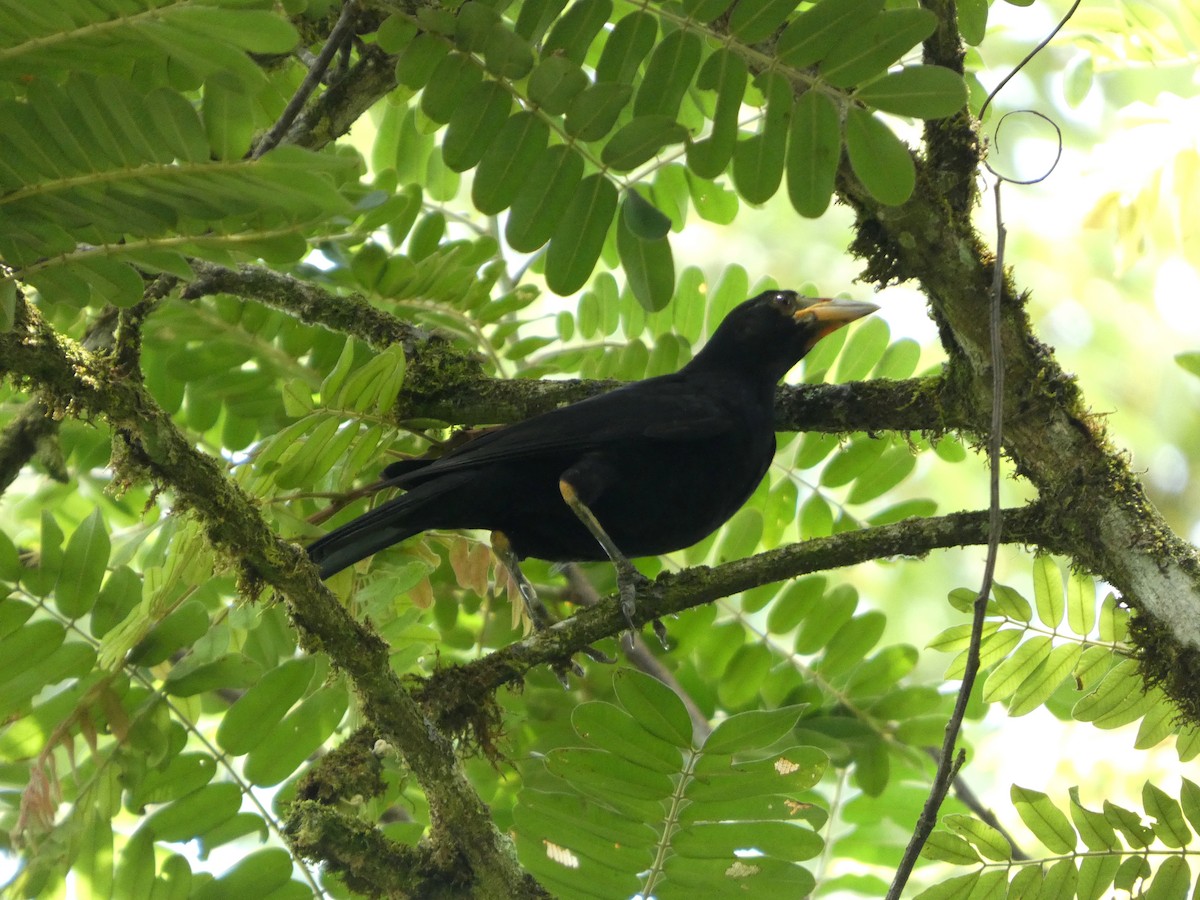 Giant Cowbird - ML634044712