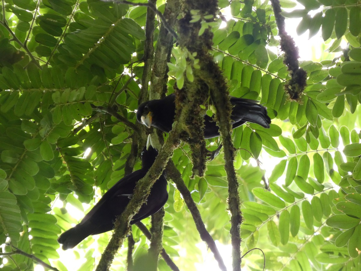 Giant Cowbird - ML634044713