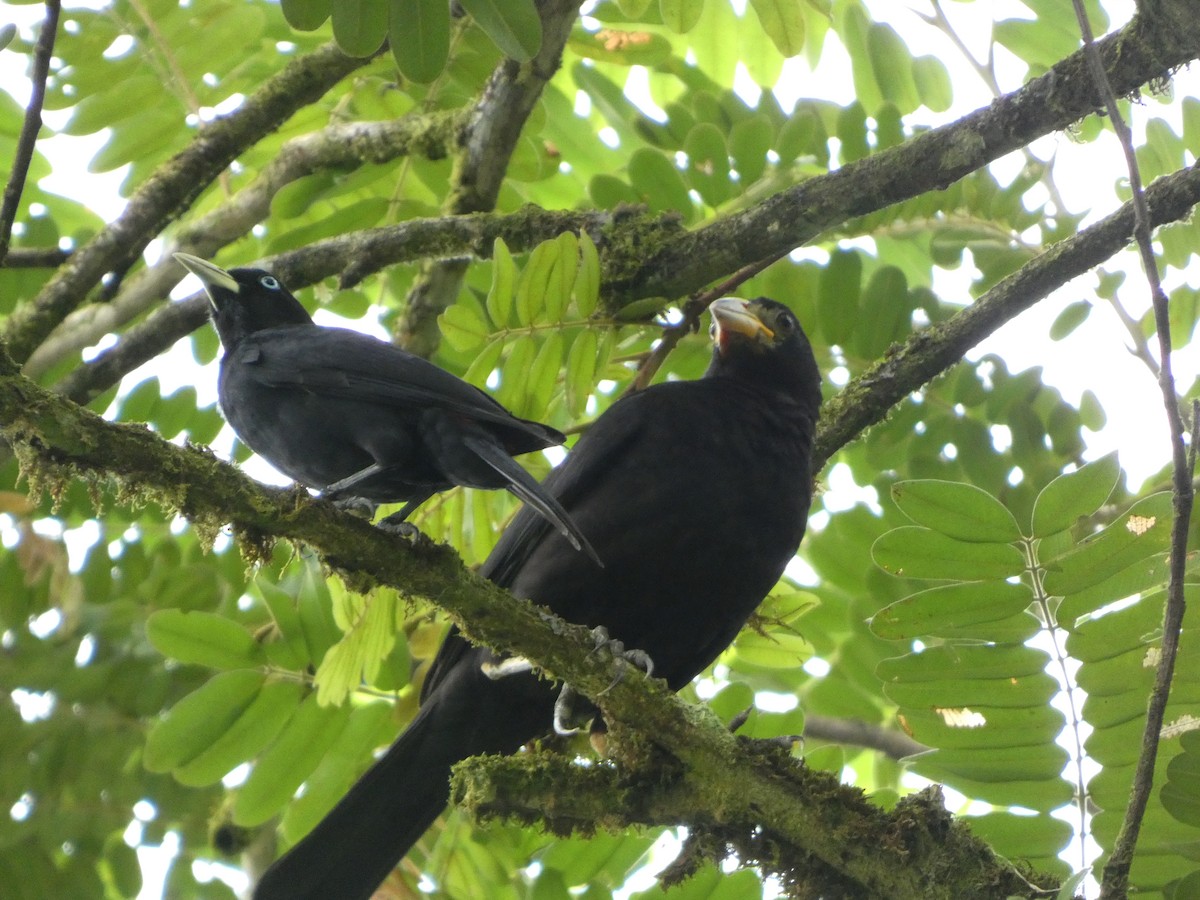 Giant Cowbird - ML634044715