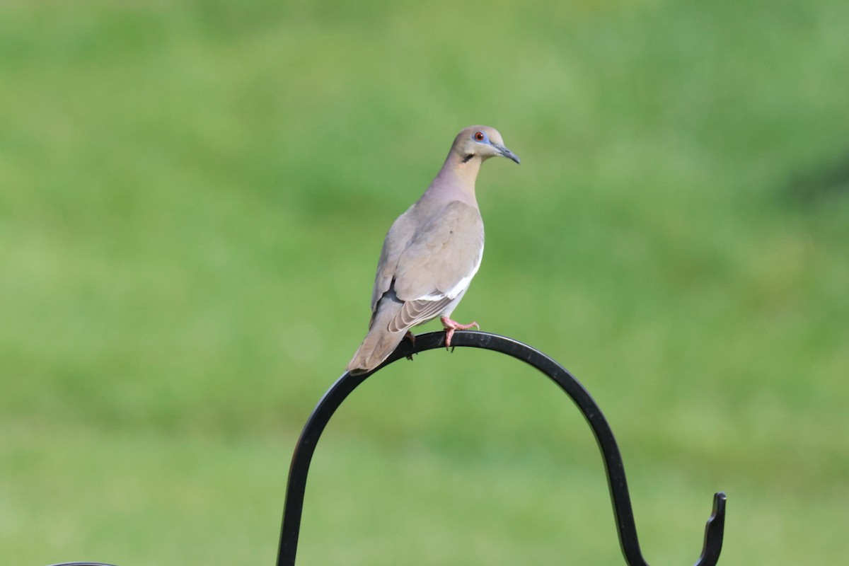 White-winged Dove - ML634044752
