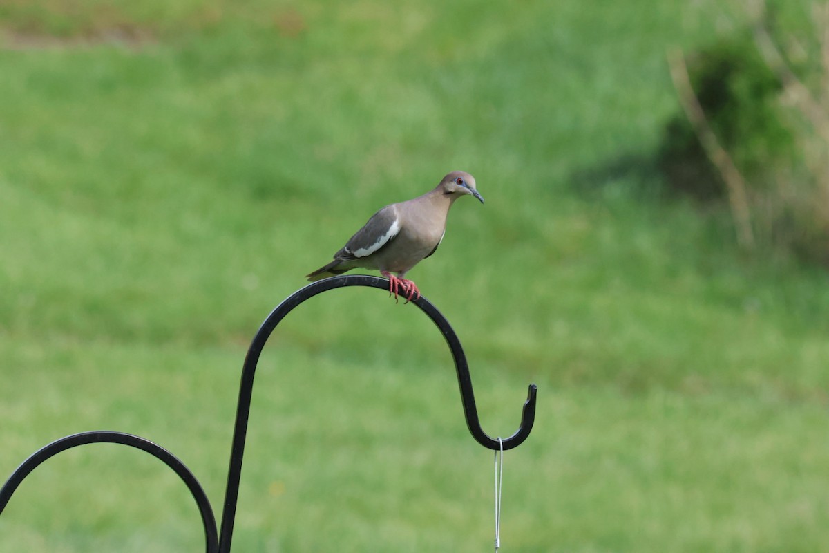 White-winged Dove - ML634044753