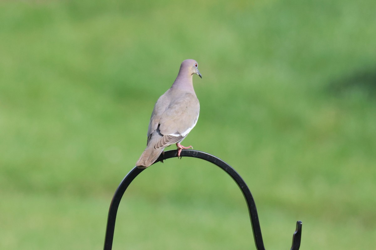 White-winged Dove - ML634044754