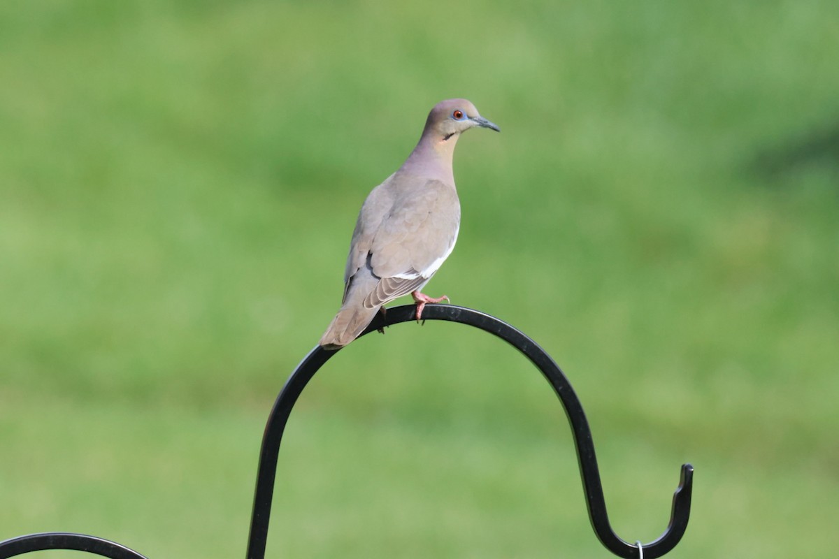 White-winged Dove - ML634044755