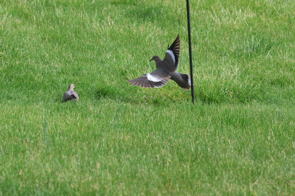 White-winged Dove - ML634044756