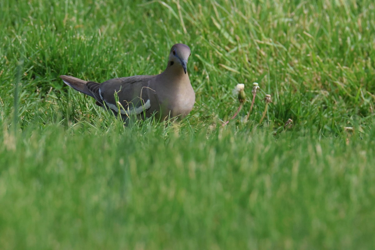 White-winged Dove - ML634044757