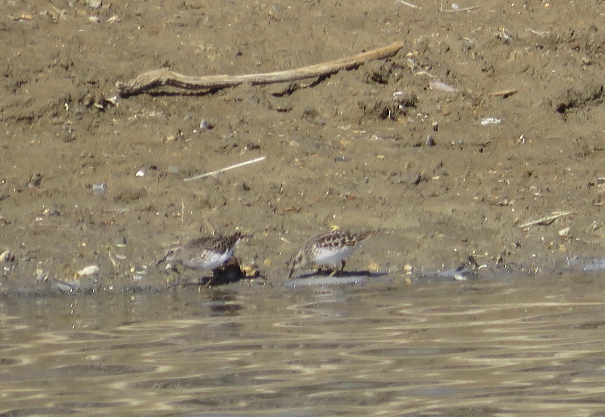 Least Sandpiper - ML634044761