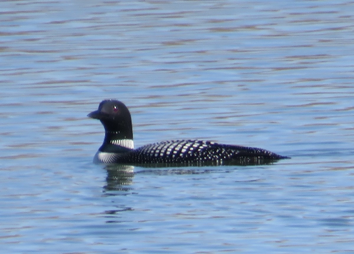 Common Loon - ML634044780