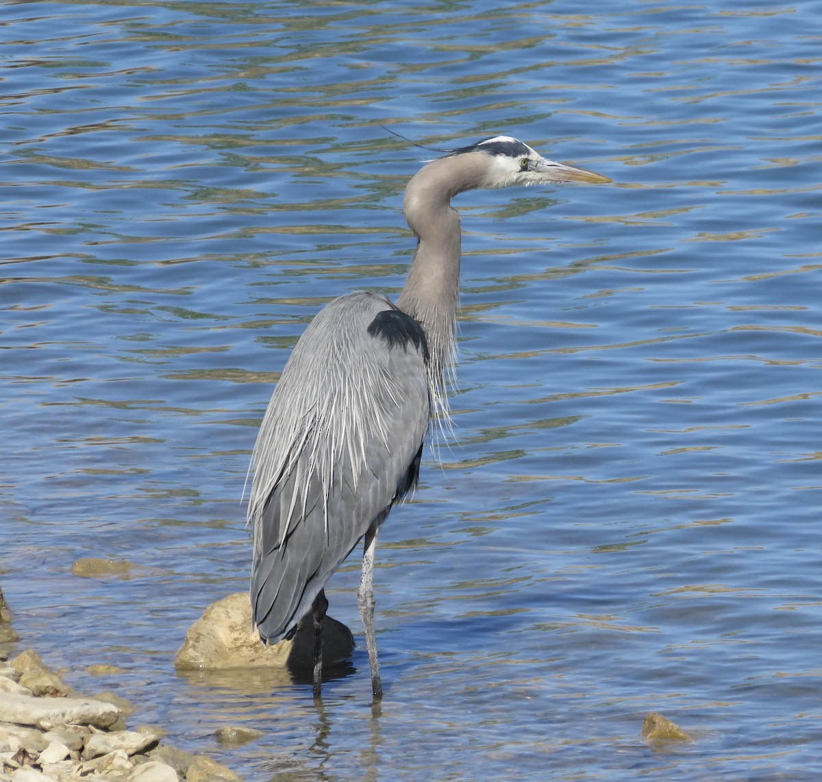 Great Blue Heron - ML634044792