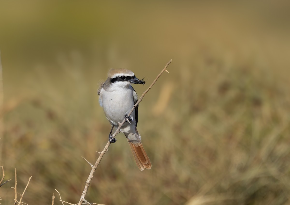 Red-tailed Shrike - ML634044802