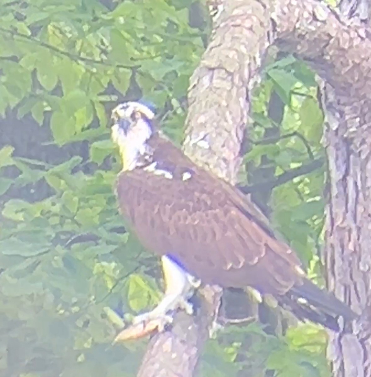 Osprey - ML634044982