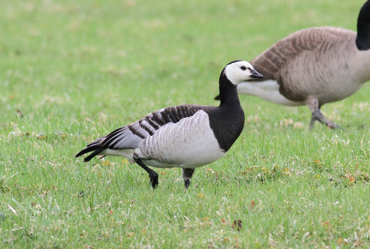 Barnacle Goose - ML634045001