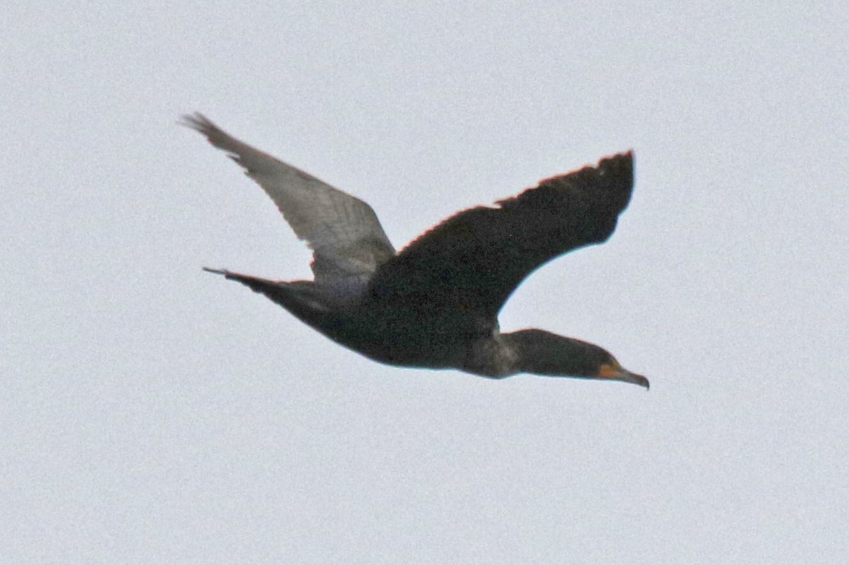 Double-crested Cormorant - ML634045002