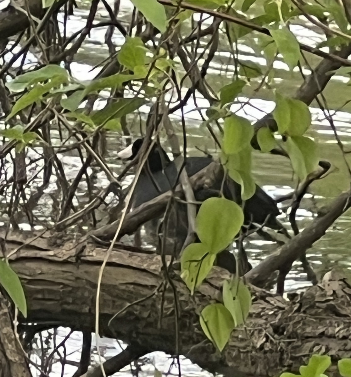 American Coot - ML634045066