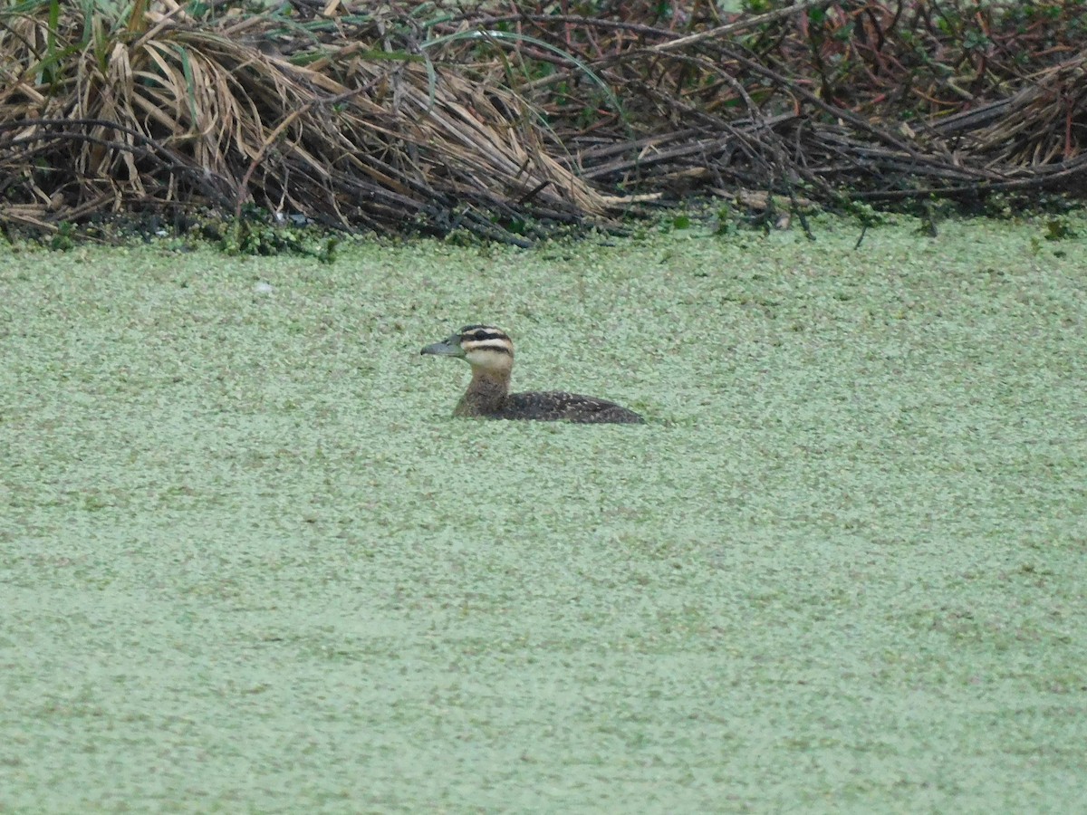 Masked Duck - ML634045087