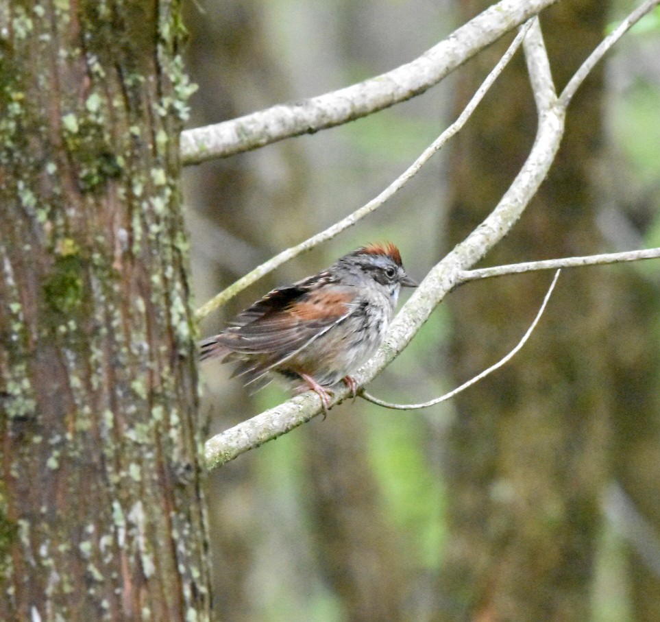 Swamp Sparrow - ML634045106