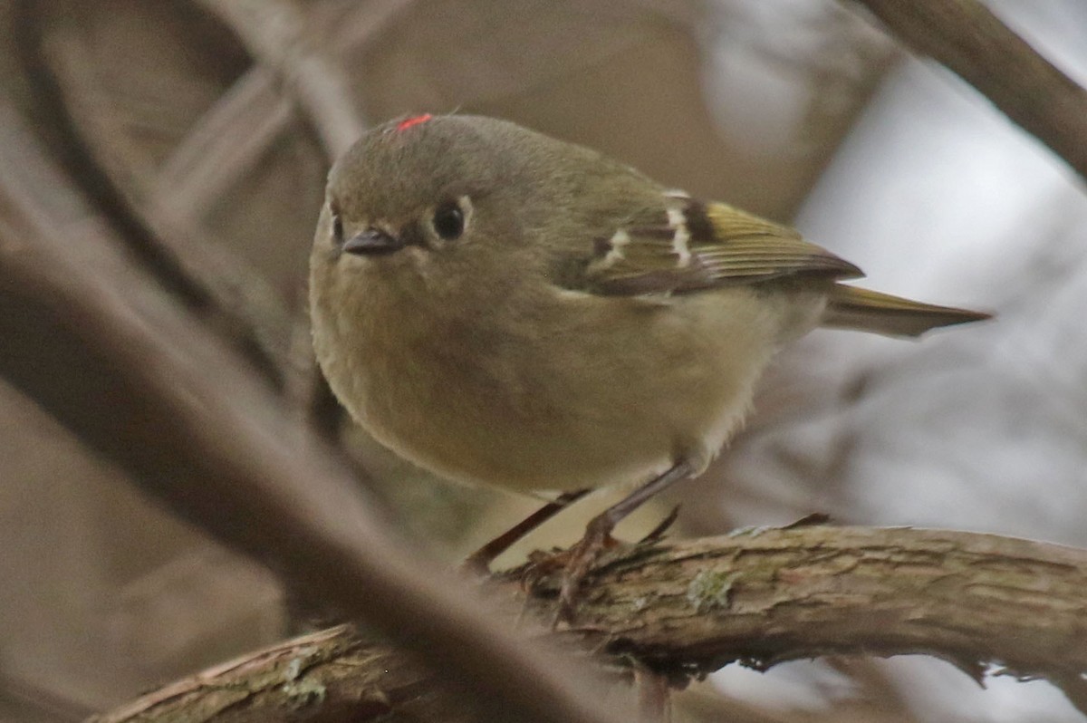 Ruby-crowned Kinglet - ML634045129