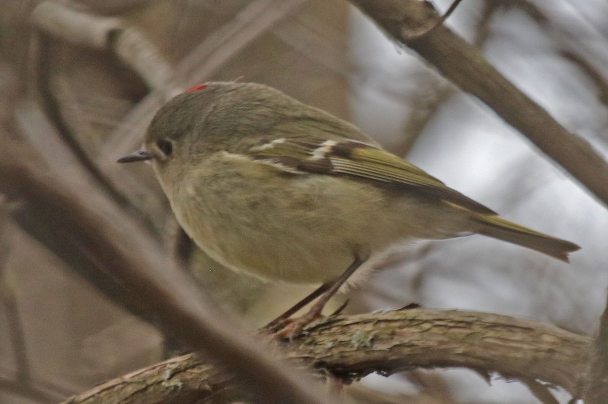 Ruby-crowned Kinglet - ML634045135