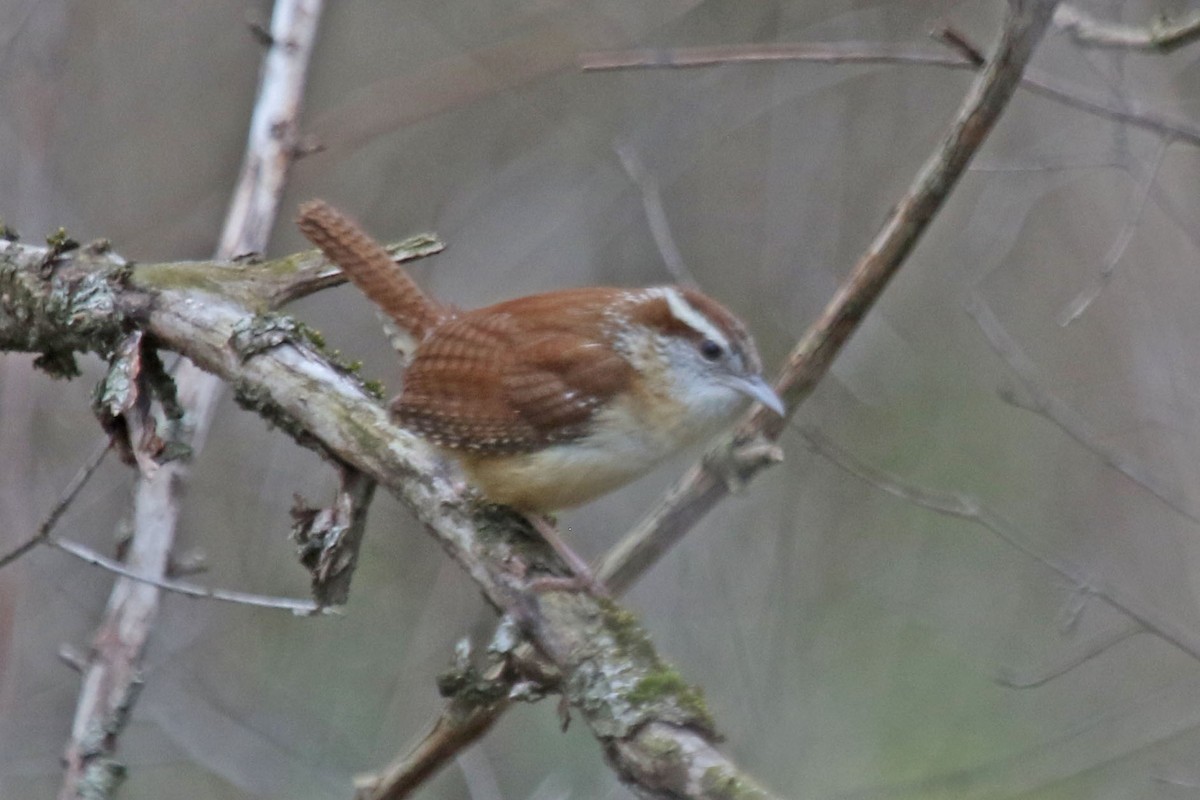 Carolina Wren - ML634045143