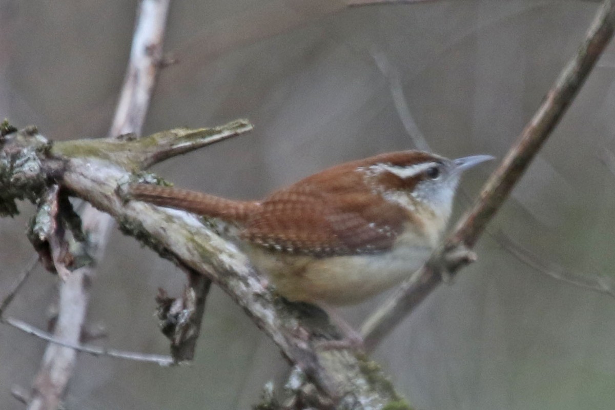Carolina Wren - ML634045149