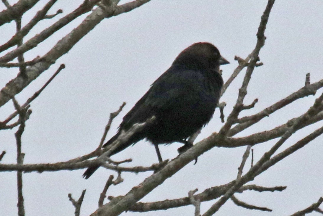 Brown-headed Cowbird - ML634045171
