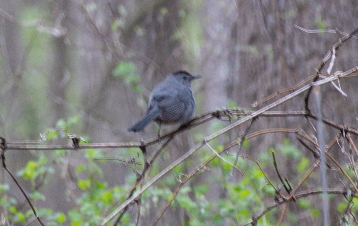 Gray Catbird - ML634045172