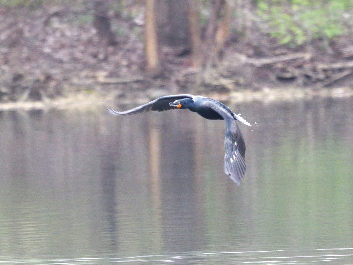 Double-crested Cormorant - ML634045177