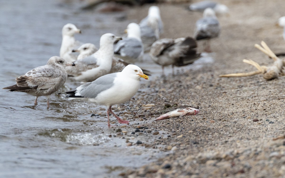 American Herring Gull - ML634045179