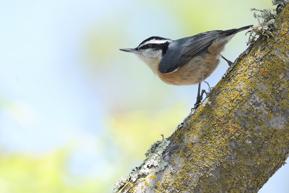 Red-breasted Nuthatch - ML634045308