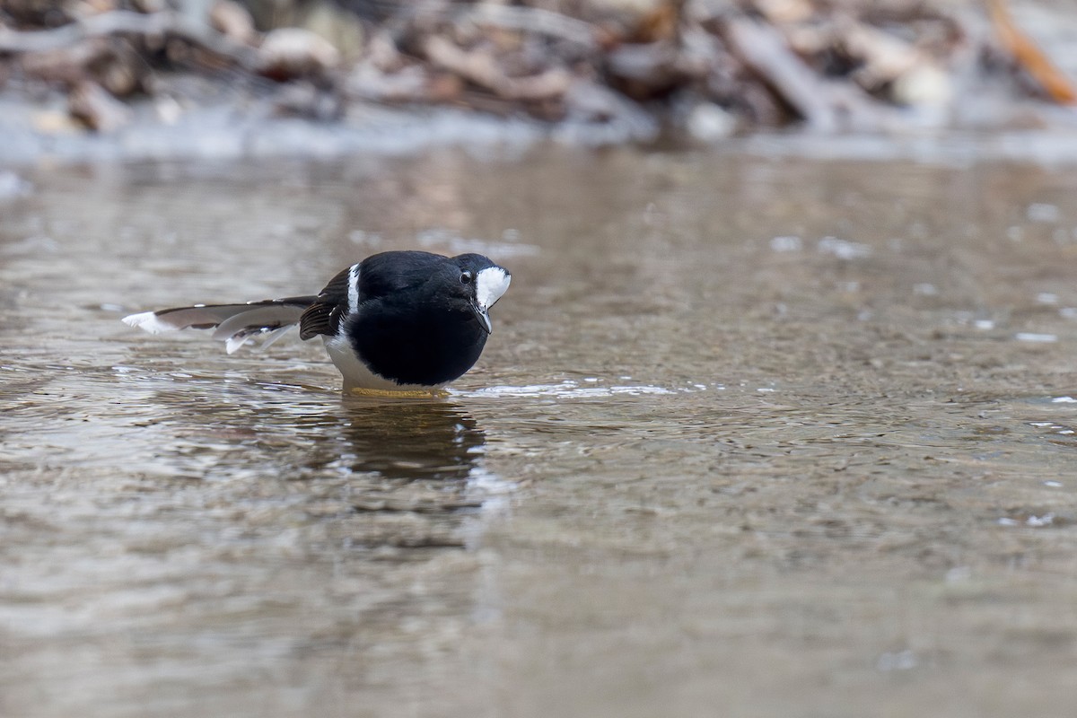 White-crowned Forktail (Northern) - ML634045424