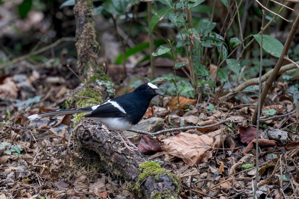 White-crowned Forktail (Northern) - ML634045425