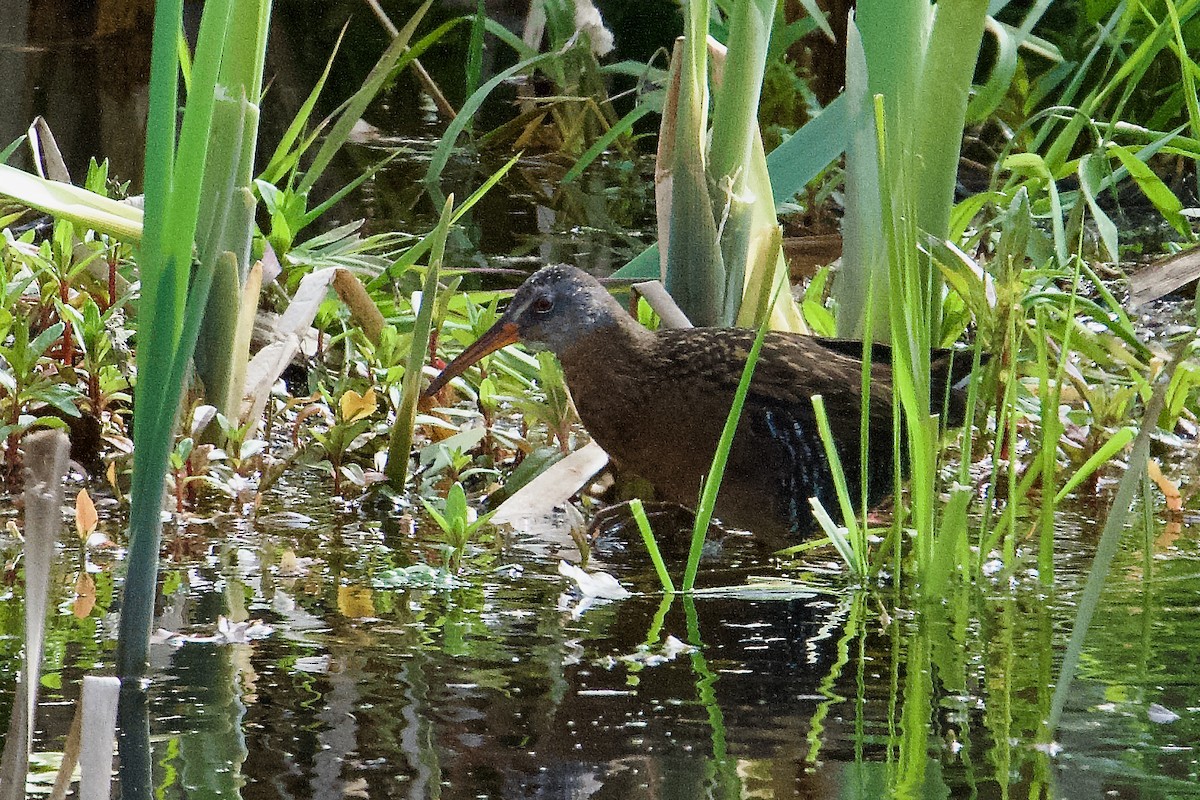 Virginia Rail - ML634045435