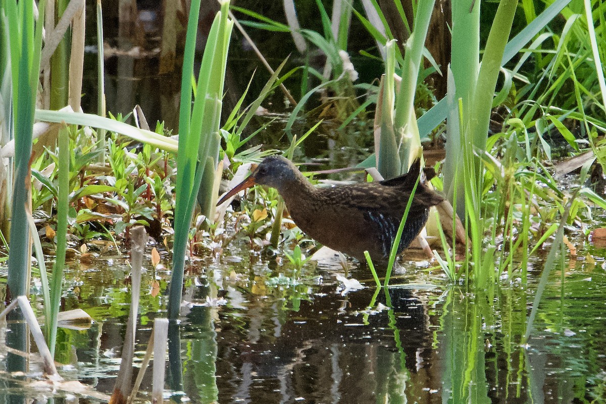 Virginia Rail - ML634045436
