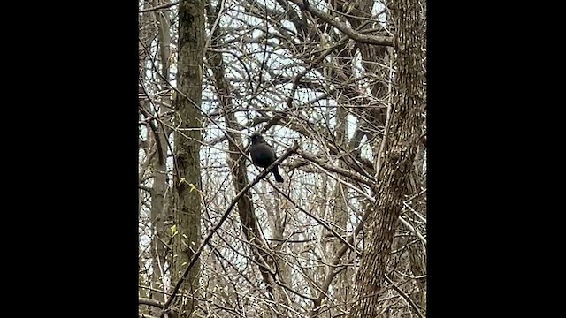 Rusty Blackbird - ML634045456