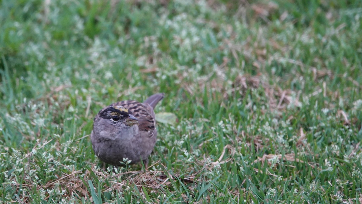 Golden-crowned Sparrow - ML634045465
