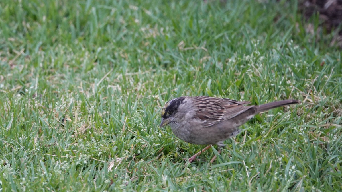 Golden-crowned Sparrow - ML634045466