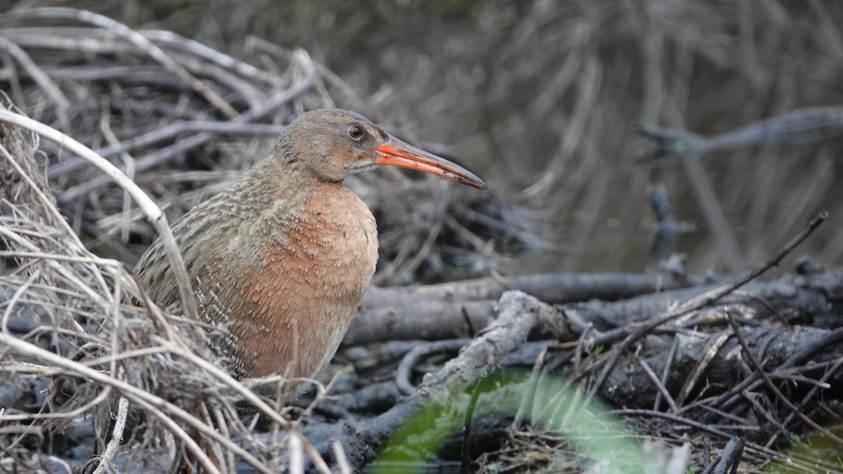 Ridgway's Rail - ML634045505