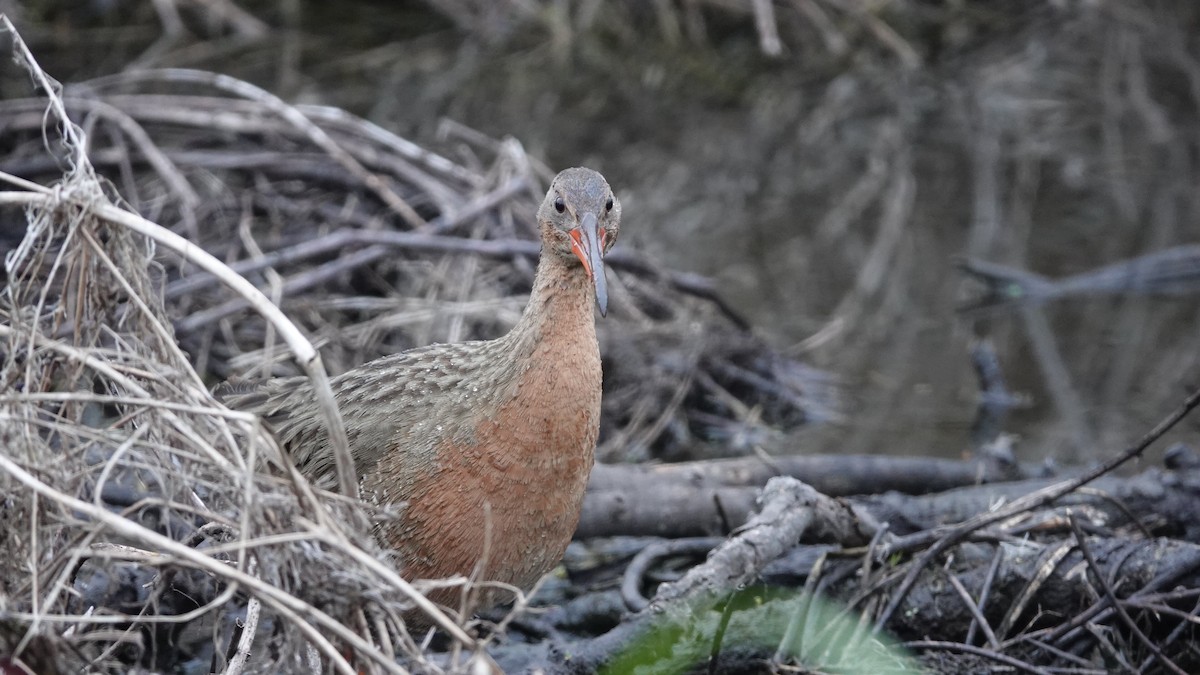 Ridgway's Rail - ML634045506