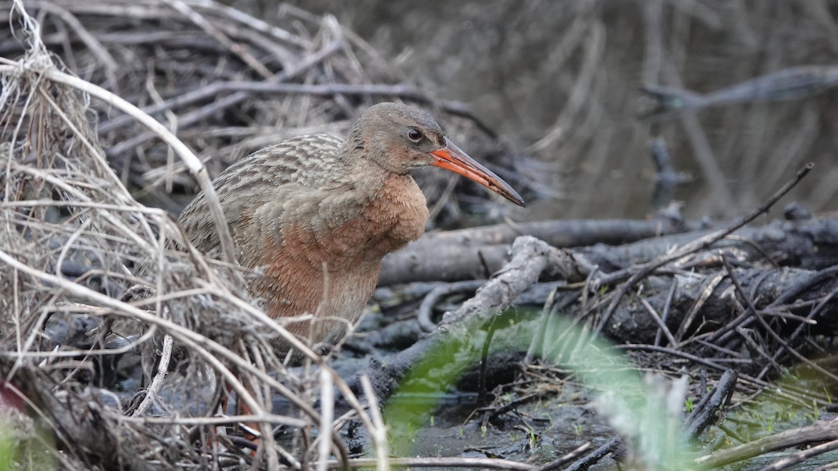 Ridgway's Rail - ML634045507