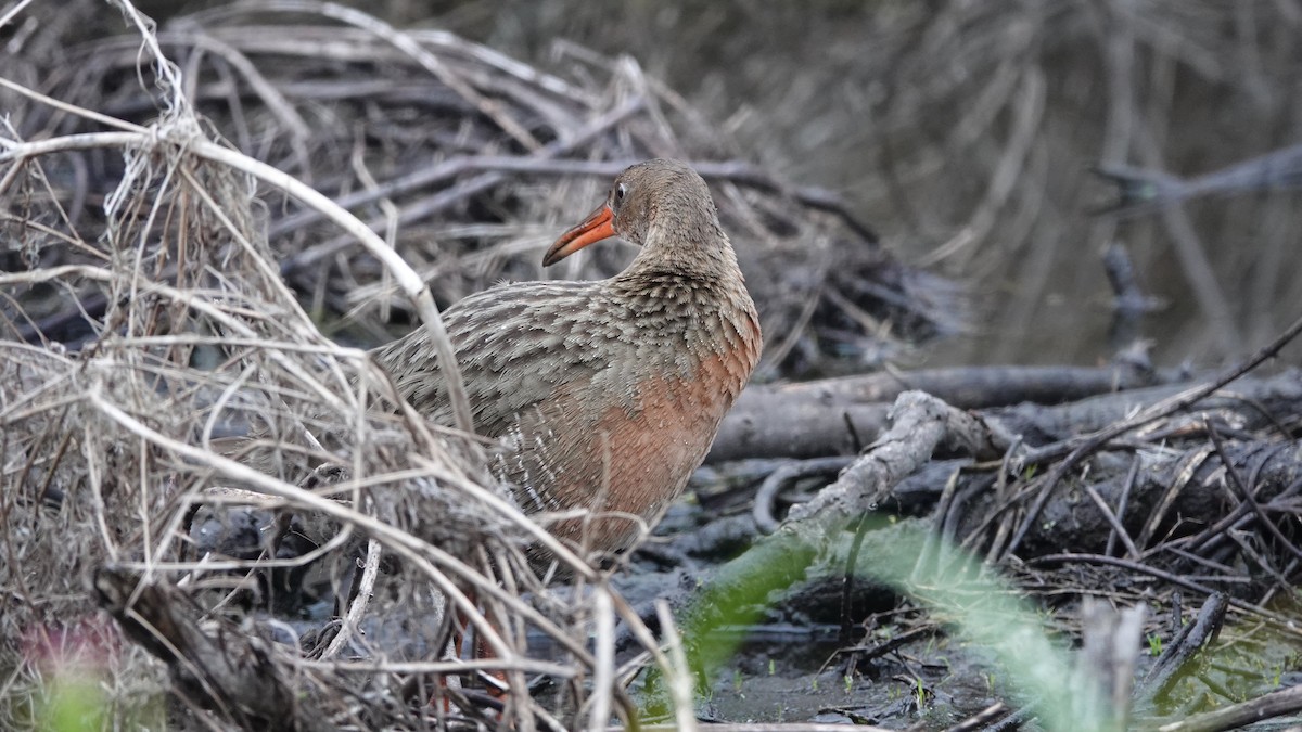 Ridgway's Rail - ML634045508
