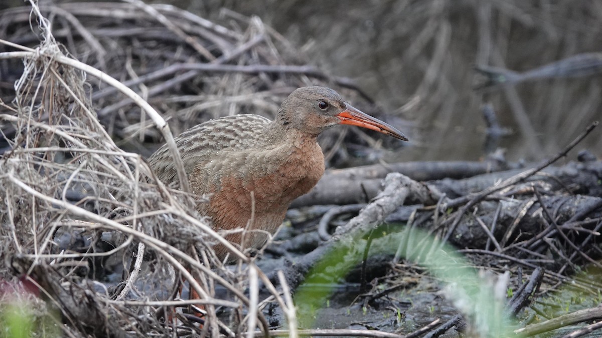 Ridgway's Rail - ML634045509