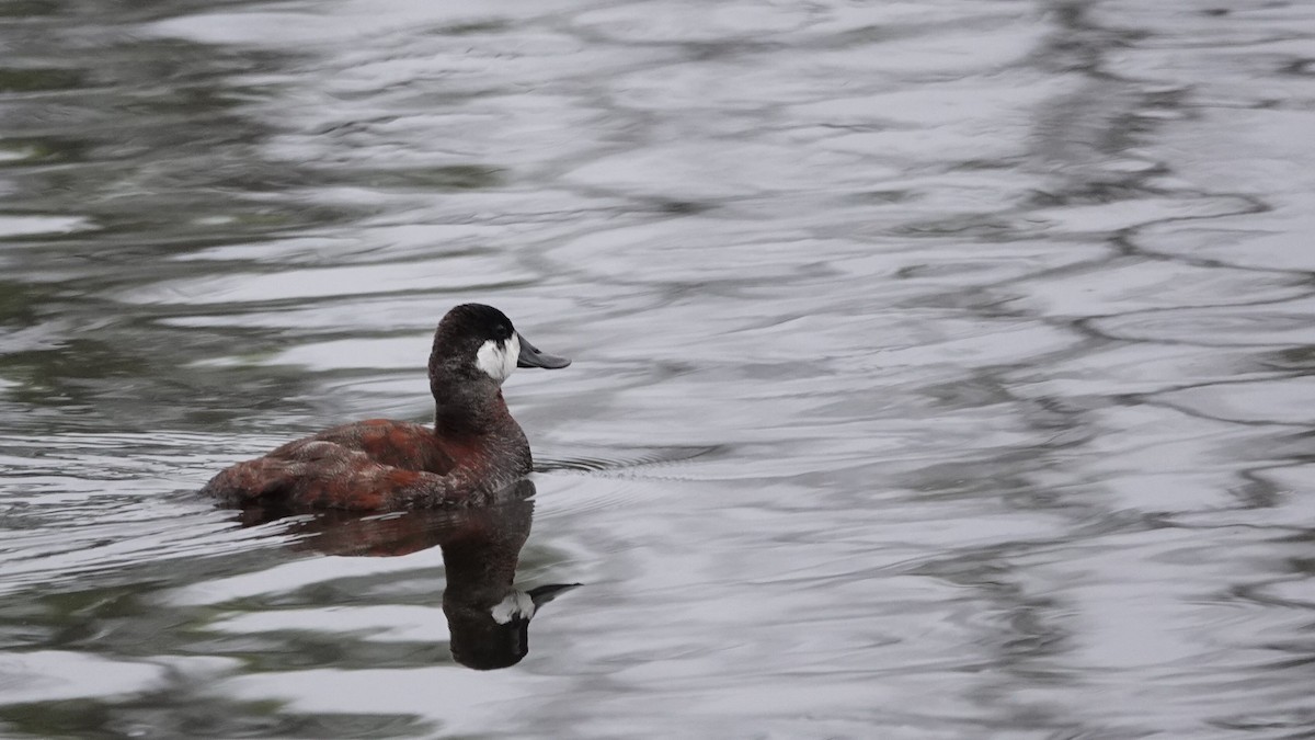 Ruddy Duck - ML634045513